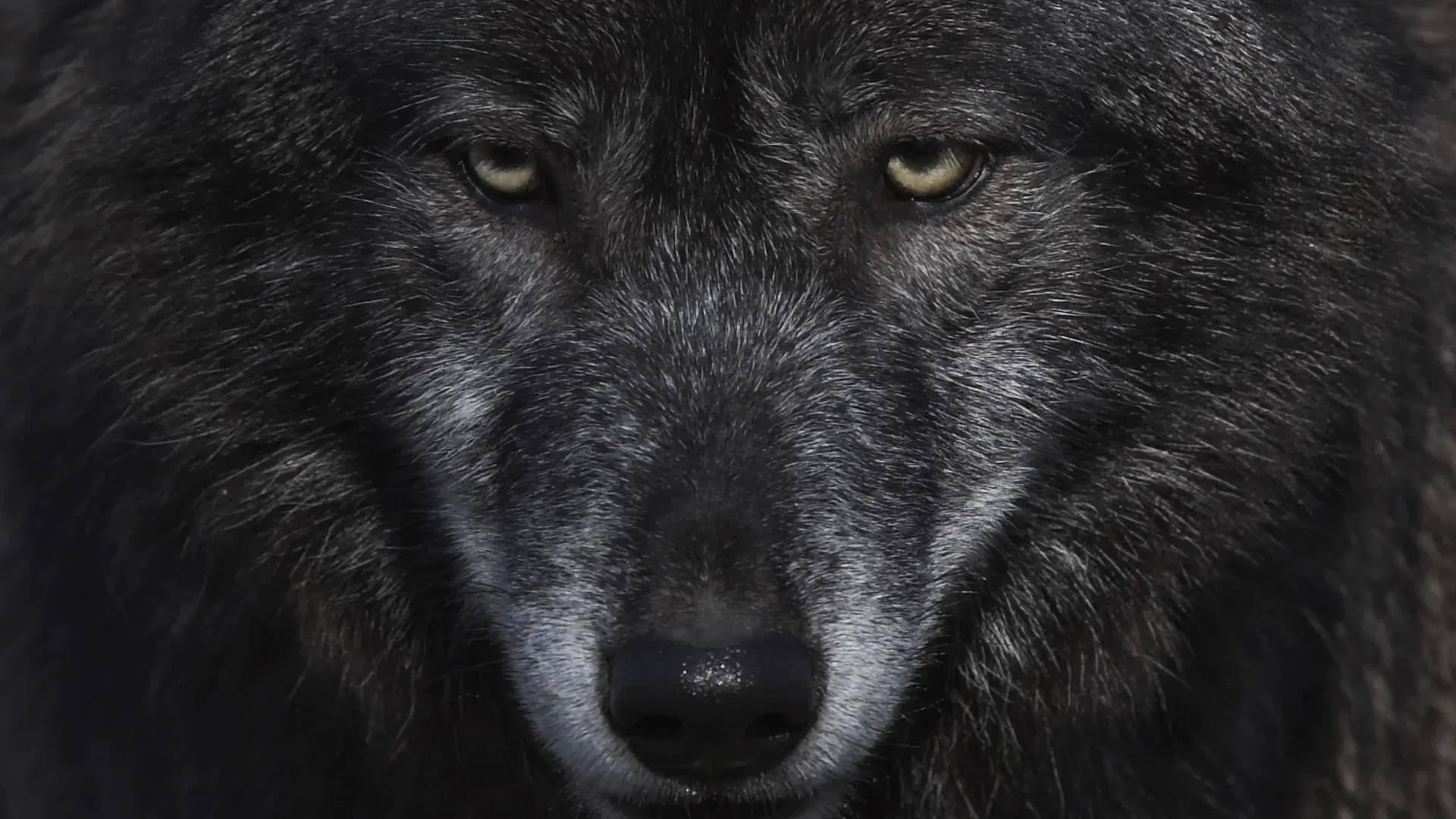 wolf facing