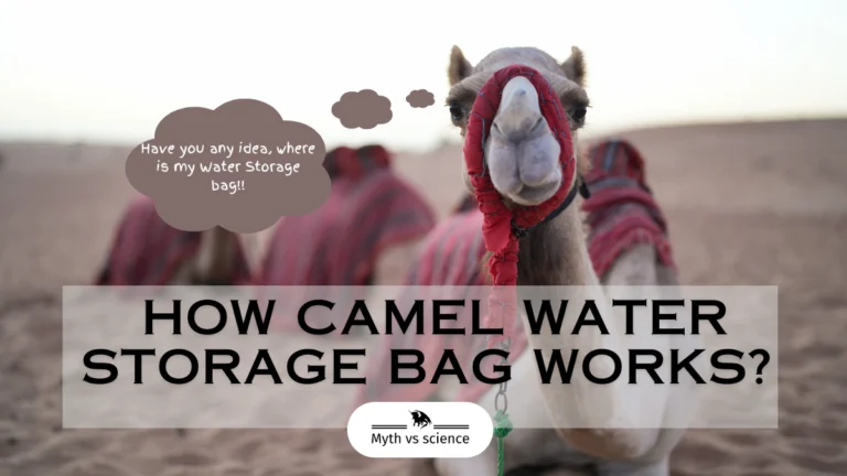 How Camel Water Storage Bag works?