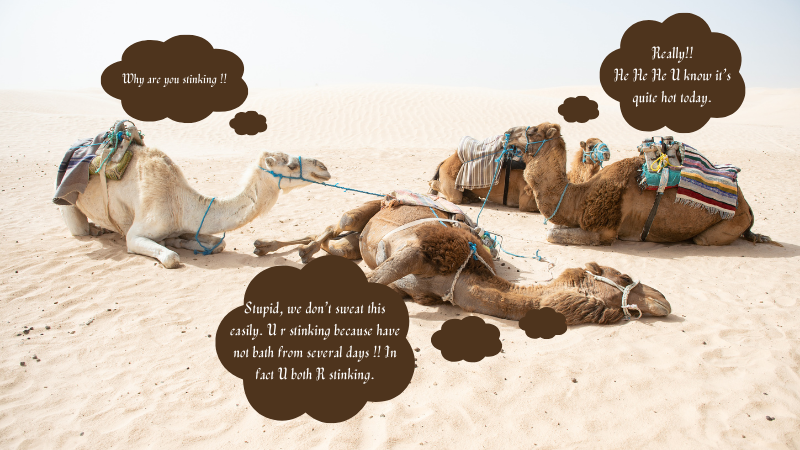 Camels are talking