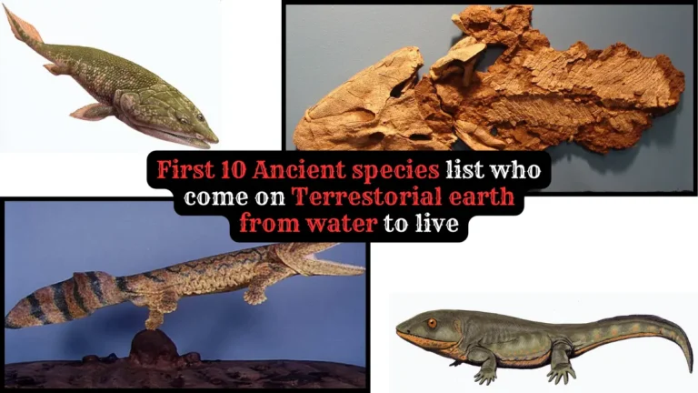 First 10 Ancient animals list who come on Terrestorial earth from water to live