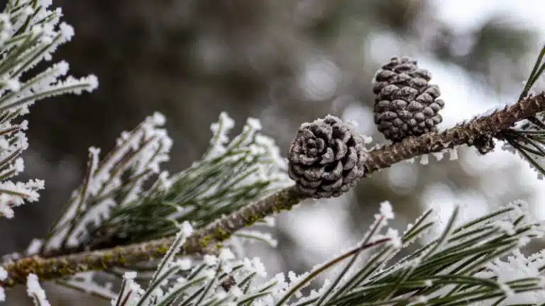 Ancient Pine Cone Symbolism: Why it is important in Mythology?