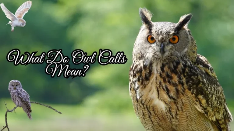 What do Owls call mean?
