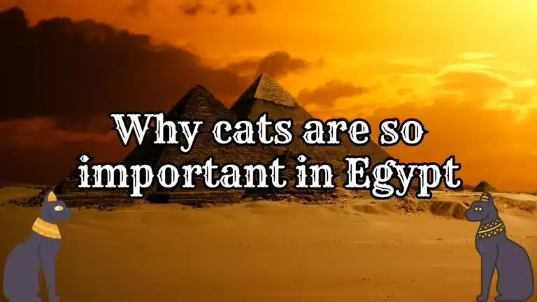 Importance of cats in Egypt