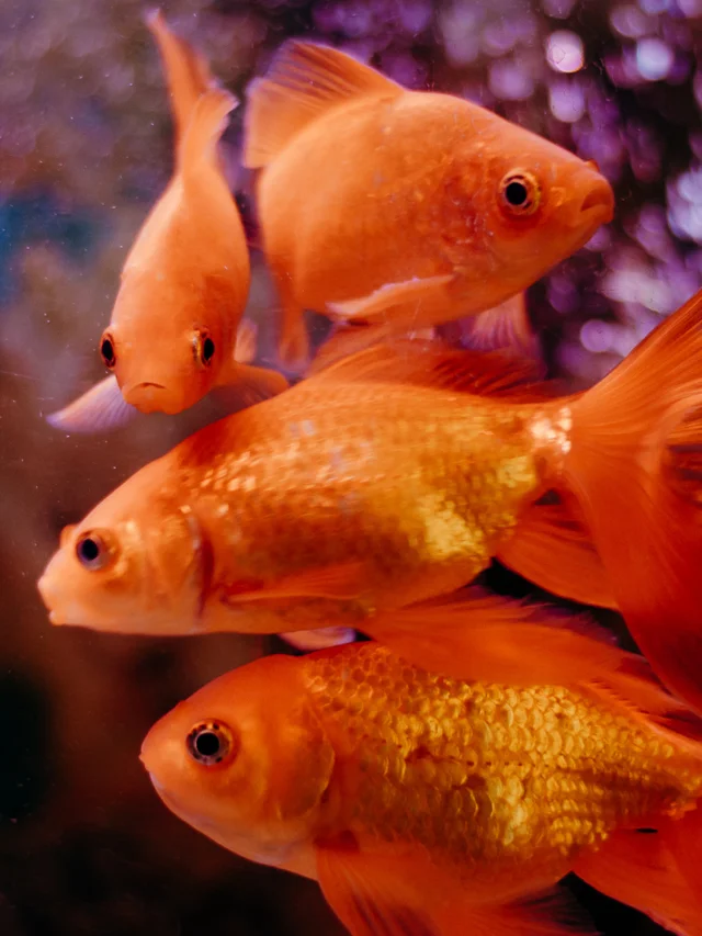 Fishes Also Use Punishment As The Key Of Discipline