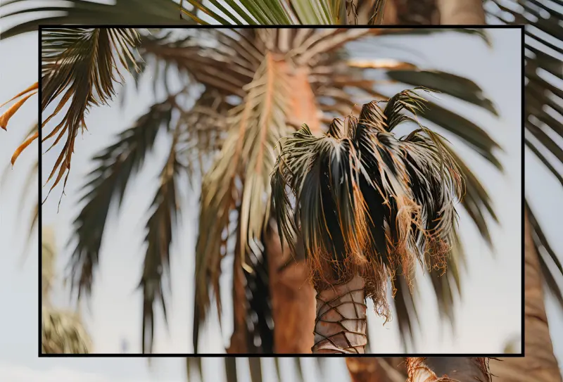 The Phoenix Palm tree's remarkable regenerative ability, a possible inspiration for the legend.