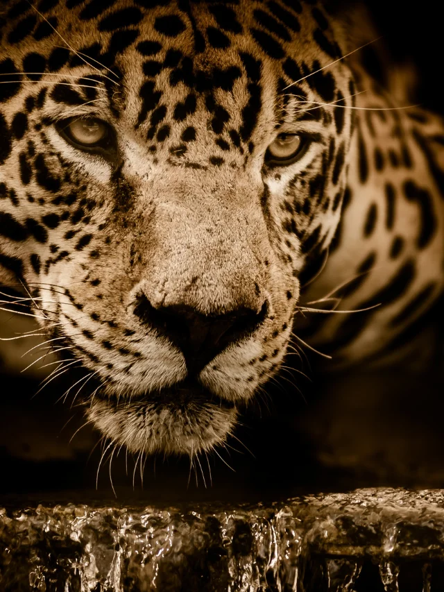 List of 10 Deadliest Animals of Amazon Rainforest